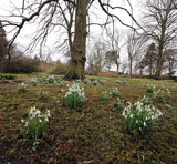 Royal Botanic Garden, Edinburgh,  Snowdrops  -  March 2013