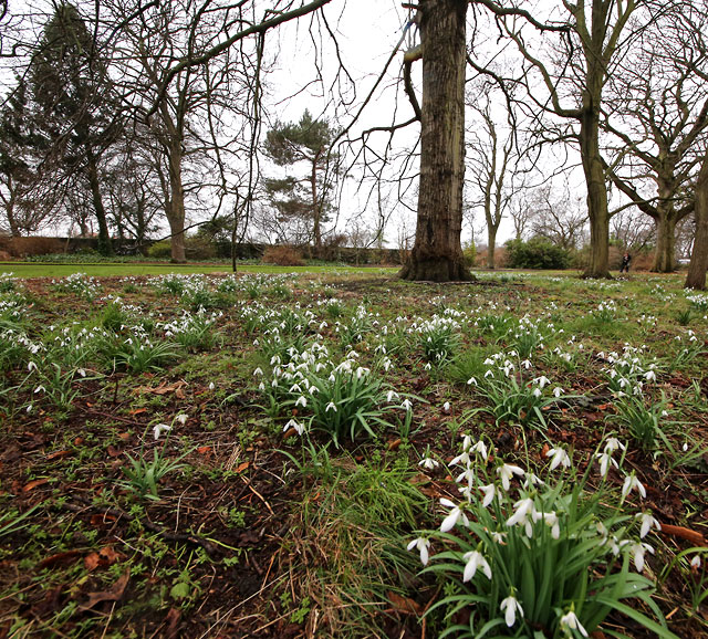 Royal Botanic Garden, Edinburgh, Snowdrops  -  March 2013