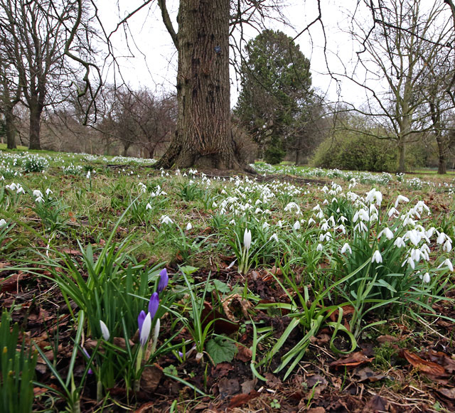 Royal Botanic Garden, Edinburgh, Snowdrops and Crocuses  -  March 2013