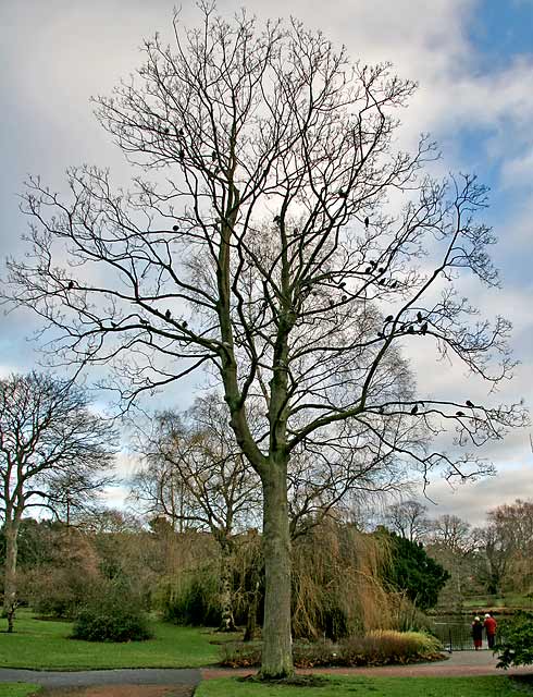 Royal Botanic Garden, Edinburgh  -  December 31, 2007