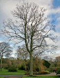 Tree in the Royal Botanic Garden, Edinburgh  -  December 31, 2007