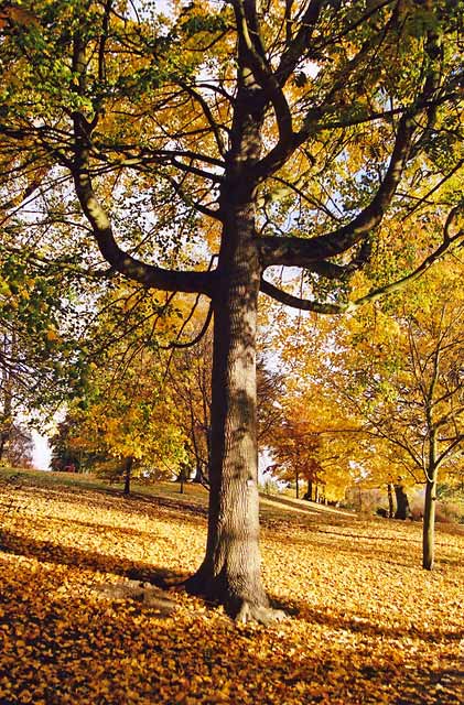 Autumn Colours in the Royal Botanic Gardens  -  Photographed 2 November 2003