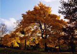 Autumn Colours in the Royal Botanic Gardens  -  Photographed 2 November 2003