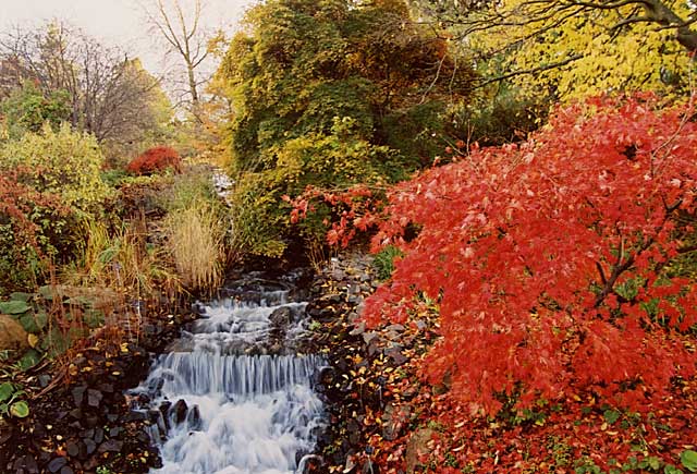 Stream in the Royal Botanic Gardens - Photographed 2 November 2003