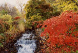 Stream in the Royal Botanic Gardens  -  Photographed 2 November 2003