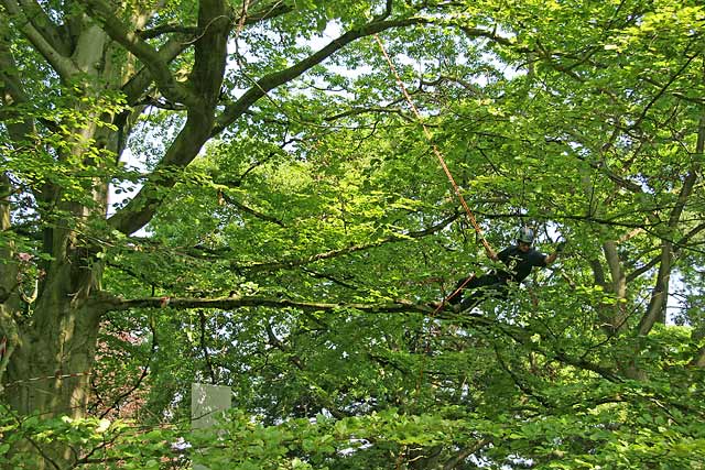 Tree Climbing Championships in the Royal Botanic Gardens  -  June 2006