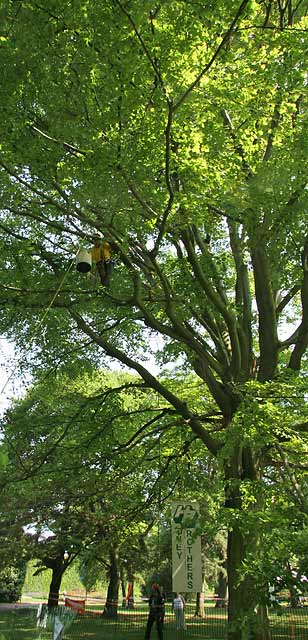 Tree Climbing Championships in the Royal Botanic Gardens  -  June 2006