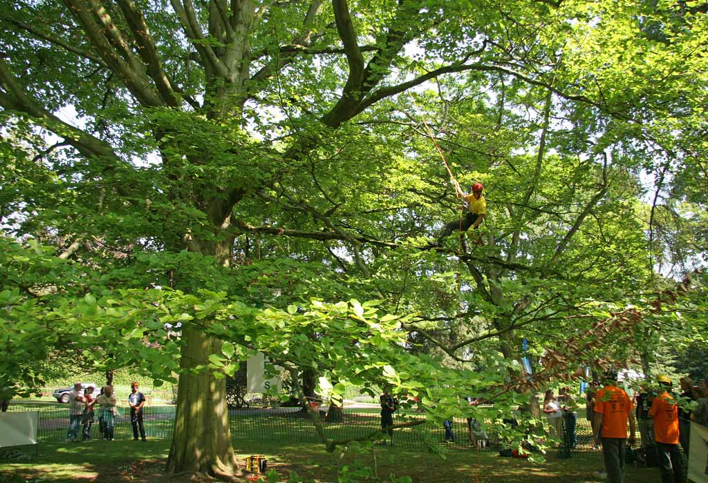 Tree Climbing Championships in the Royal Botanic Gardens  -  June 2006