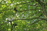 Tree Climbing Championships in the Royal Botanic Gardens  -  June 2006