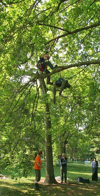 Tree Climbing Championships in the Royal Botanic Gardens  -  June 2006