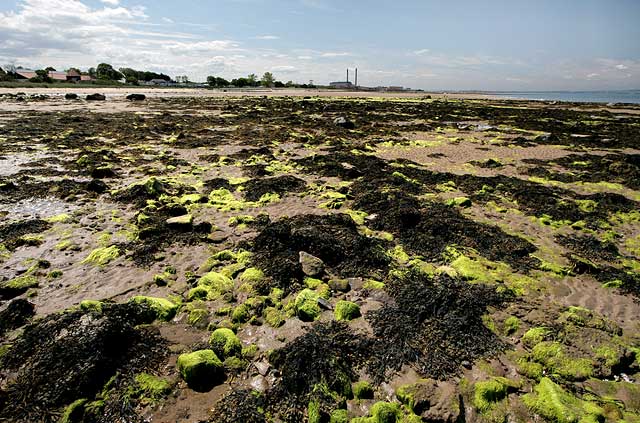 Seton Sands  -  looking to the west down the coast of the Firth of Forth, at low tide, towards Cockenzie Power Station