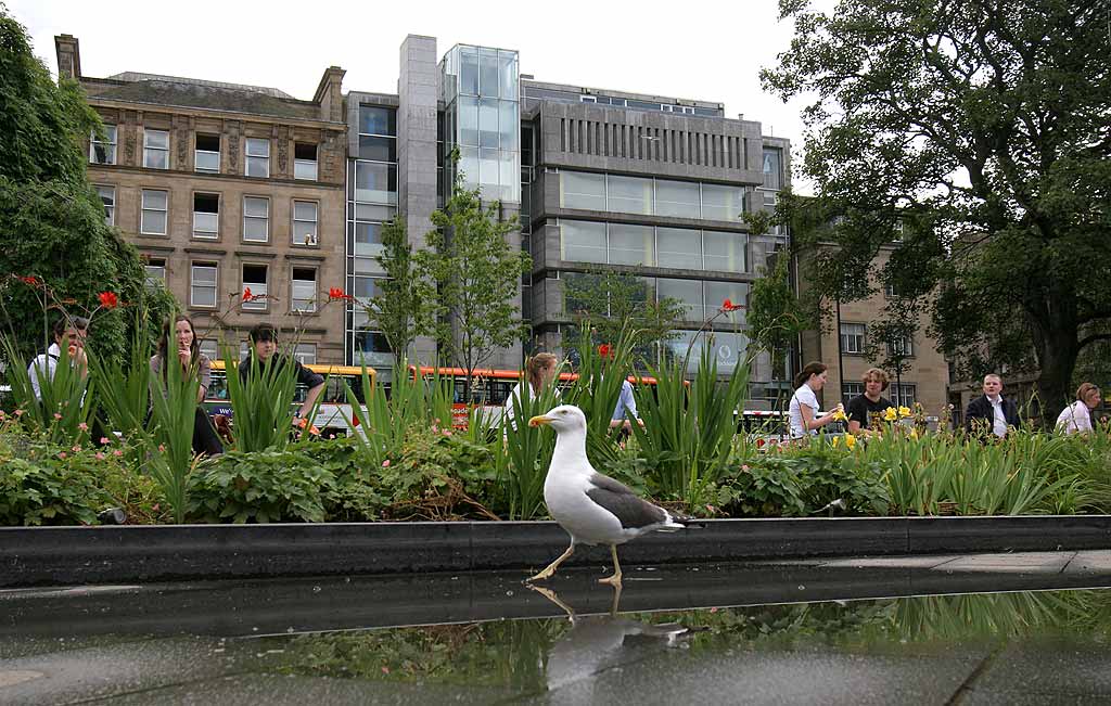 St Andrew Square Gardens and seagull  -   July 2009