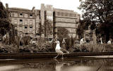 St Andrew Square Gardens and seagull  -   July 2009