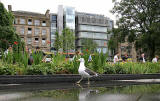 St Andrew Square Gardens and seagull  -   July 2009