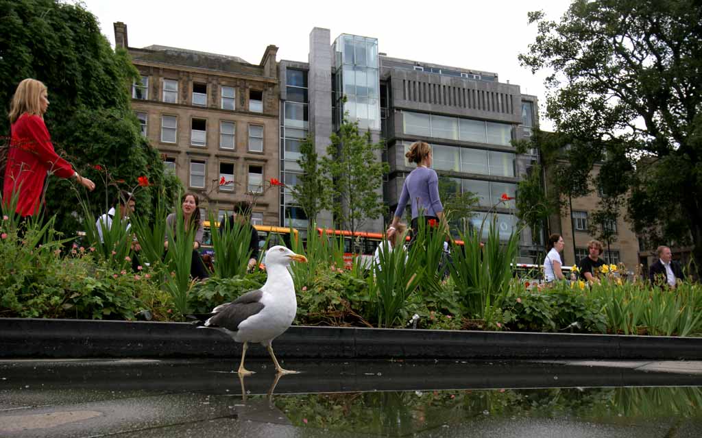 St Andrew Square Gardens and seagull  -   July 2009