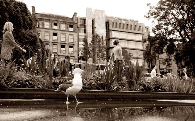 St Andrew Square Gardens and seagull  -   July 2009