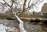 Looking south across the Water of Leith to Stockbridge Colonies from Rockheid Path  -  December 2009