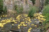 Stockbridge Duck Race, Water of Leith, Stockbridge  -  June 29, 2008