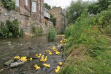 Stockbridge Duck Race, Water of Leith, Stockbridge  -  June 29, 2008