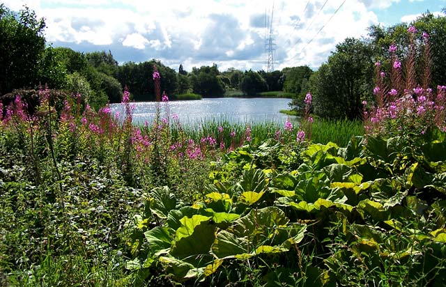 Local Nature Reserve Sign  -  Straiton Pond