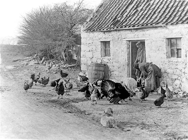 Swanston  - Cottage and Hens  -  Photograph by AR Edwards or his son