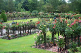 Warriston Crematorium Rose Garden