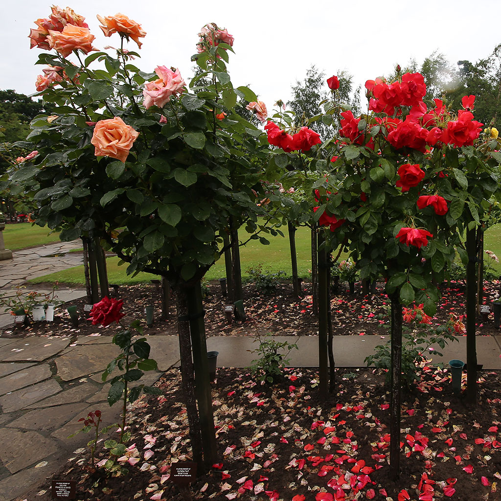 Warriston Crematorium Rose Garden