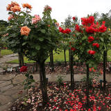 Warriston Crematorium Rose Garden