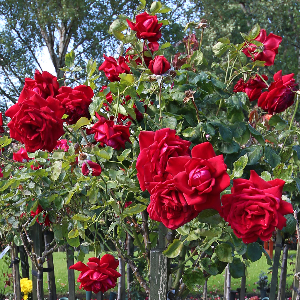 Warriston Crematorium Rose Garden