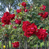 Warriston Crematorium Rose Garden