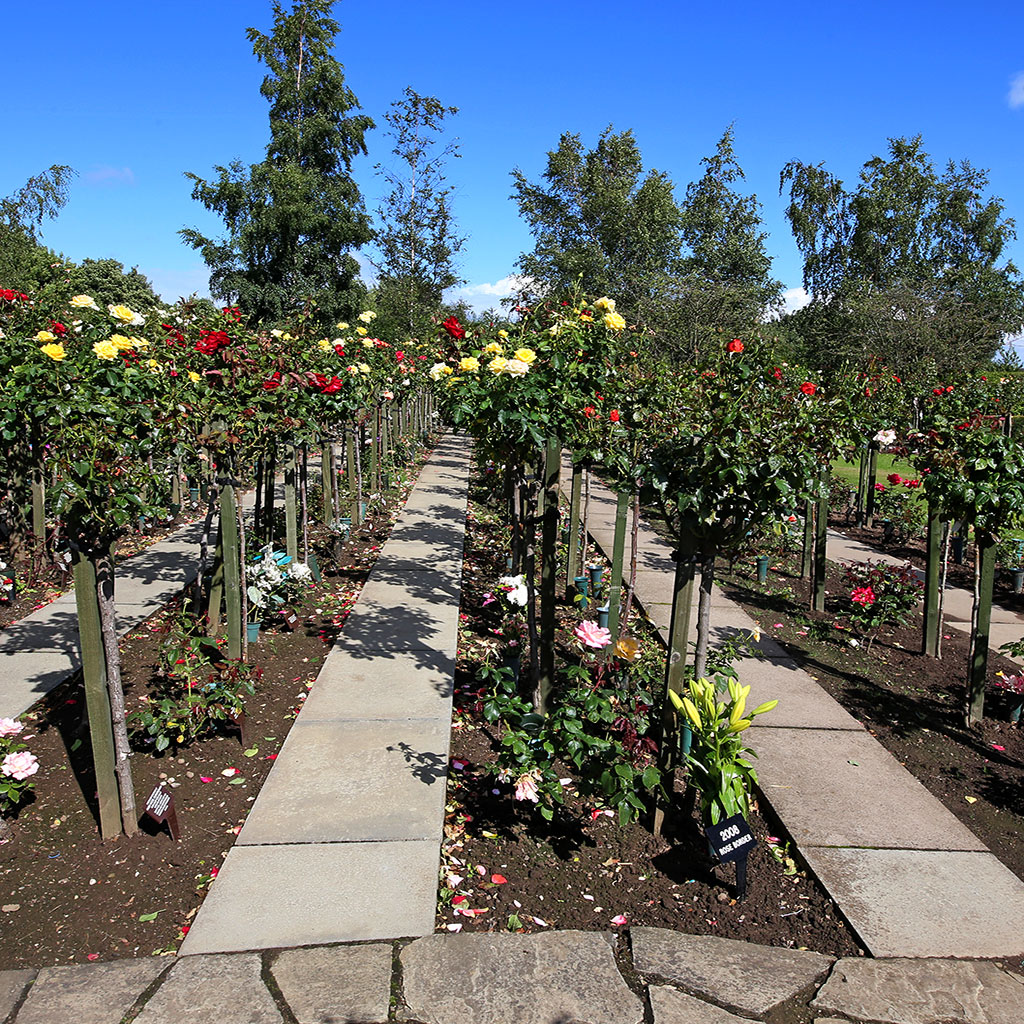 Warriston Crematorium Rose Garden