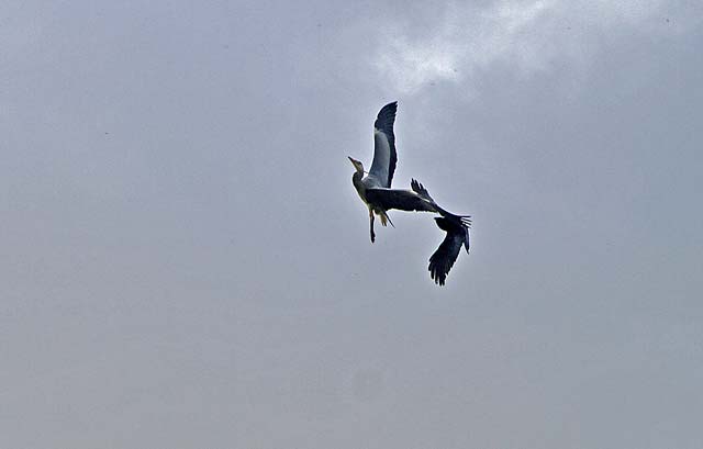 A Buzzard chases a heron above the Water of Leith, close to the B&Q store at Warriston Road, Edinburgh - May 17 2010