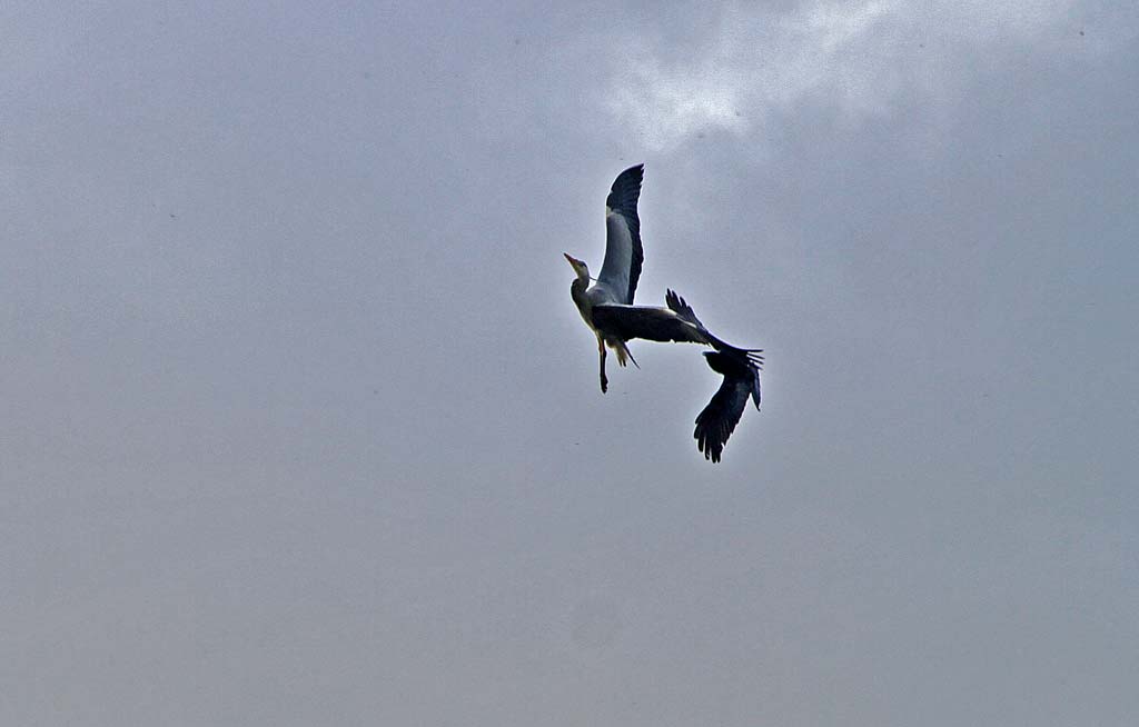 A Buzzard chases a heron above the Water of Leith, close to the B&Q store at Warriston Road, Edinburgh - May 17 2010