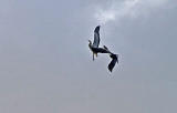 Heron and Buzzard above the Water of Leith at Warriston Road