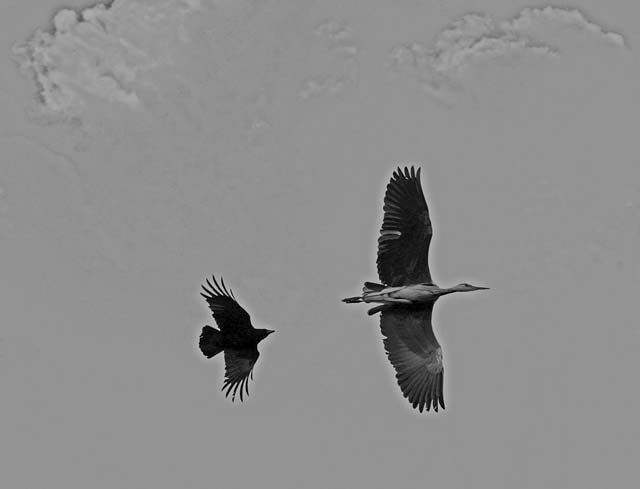 A Buzzard chases a heron above the Water of Leith, close to the B&Q store at Warriston Road, Edinburgh - May 17 2010