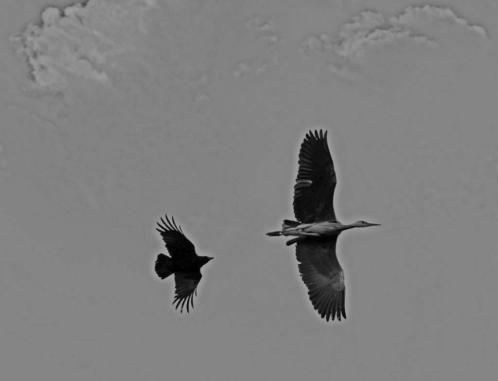 A Buzzard chases a heron above the Water of Leith, close to the B&Q store at Warriston Road, Edinburgh - May 17 2010