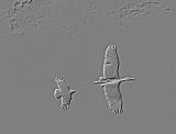 A Buzzard chases a heron above the Water of Leith, close to the B&Q store at Warriston Road, Edinburgh - May 17 2010