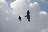 A Buzzard chases a heron above the Water of Leith, close to the B&Q store at Warriston Road, Edinburgh - May 17 2010