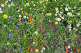 Wild flowers beside the Water of Leith, behind the Scottish National Gallery of Modern Art