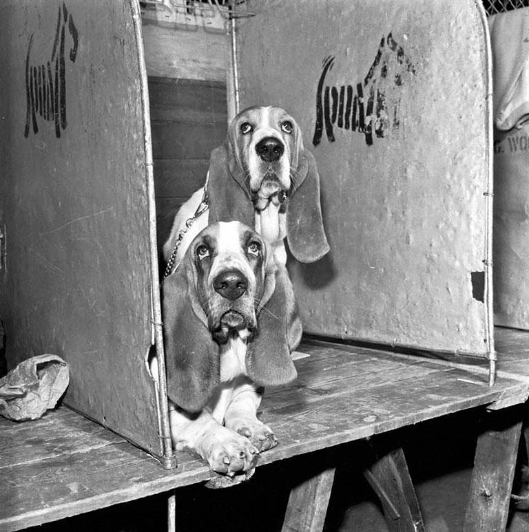Two Basset Hounds at the Dog Show in Waverley Market, 1971