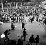 Waverley Market, Dog Show - 1971