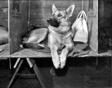 Alsatian at the Dog Show at Waverley Market, 1955