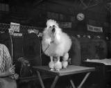 Poodle at the Dog Show at Waverley Market, 1955