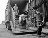 The Earl of Mansfield's HIghland Cow arriving at the Fat Stock Show at Waverley Market, 1960