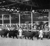 Waverley Market, Fat Stock Show, 1958 - Supreme Champion