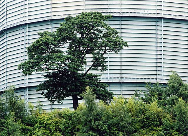 Edinburgh Waterfront  -  Old Tree and Gasometer  -  28 July 2002