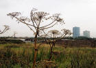 Edinburgh Waterfront  -  Giant Hogweed  -  9 September 2003