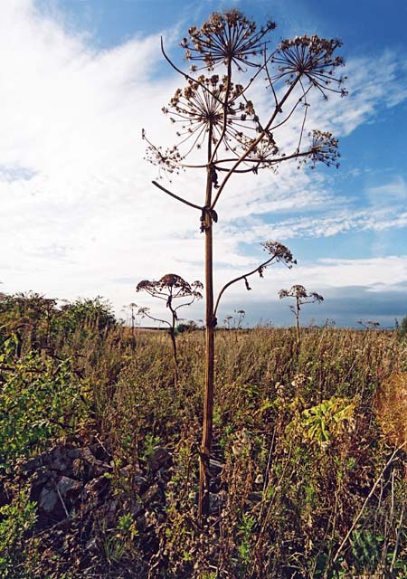 Edinburgh Waterfront  -  Giant Hogweed in Western Harbour  -  14 September 2003