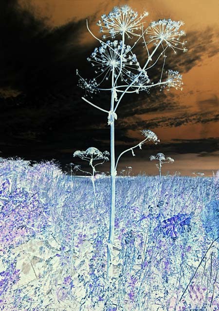 Edinburgh Waterfront  -  Giant Hogweed in Western Harbour  -  14 September 2003  -  Negative