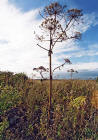 Edinburgh Waterfront  -  Giant Hogweed in Western Harbour  -  14 September 2003